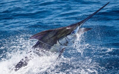 Kona Deep Sea Fishing